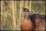 img_4138.jpg