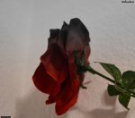 groe_rose.jpg