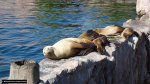 dsc00243.jpg