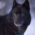 Schwarzer Wolfs Avatar